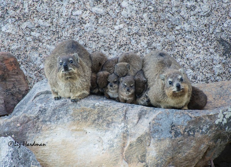 A six-pack of baby dassies, huddled together.