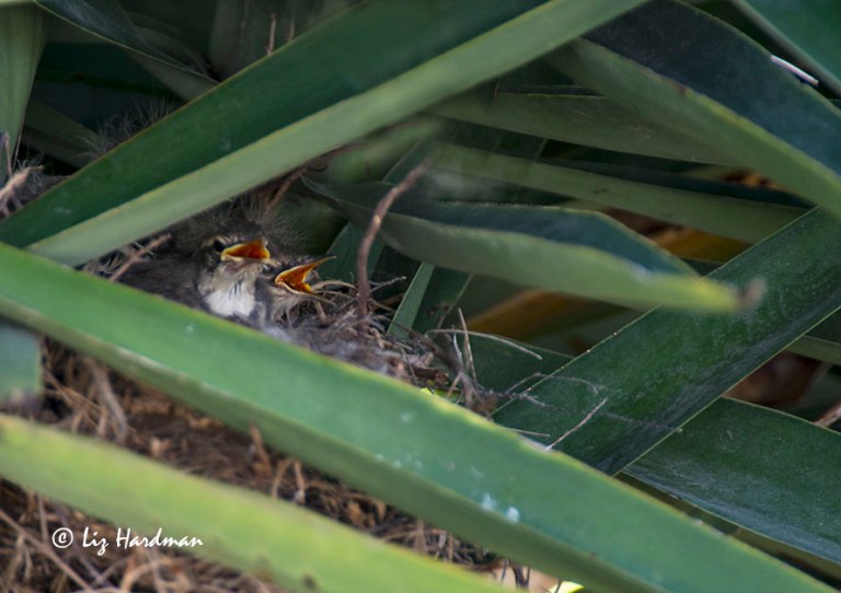The first sighting of the chicks was 10 October.