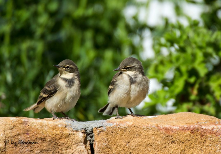 Two of the chicks puffed up and secure, waiting for their next snack.