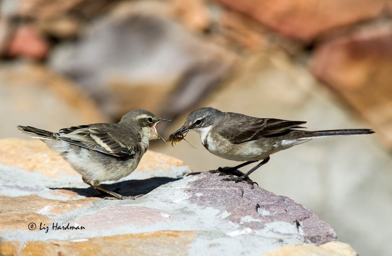Crunchy roaches, all part of an insectivore's diet.