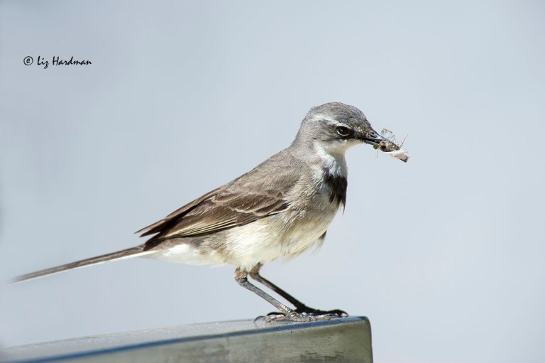 Lunch - a good mouthful of moth.