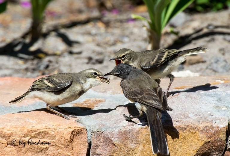 No hanging around in queues here, the quickest trumps.