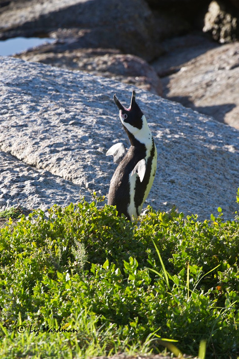 There's no denying that this is the way to greet the day.... head back, deep throaty bellow " Good Morning World"!