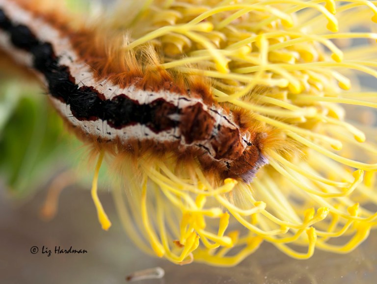 Cape lappet caterpillar in pincushion head