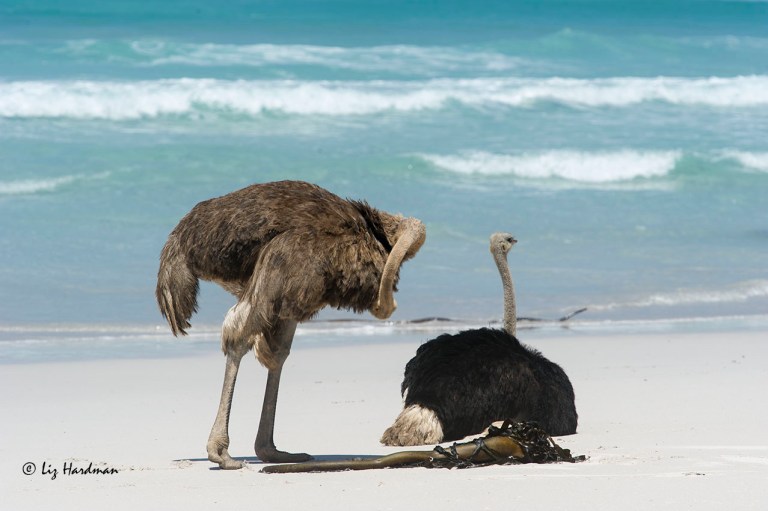 Neck contortion and a bit of preening.