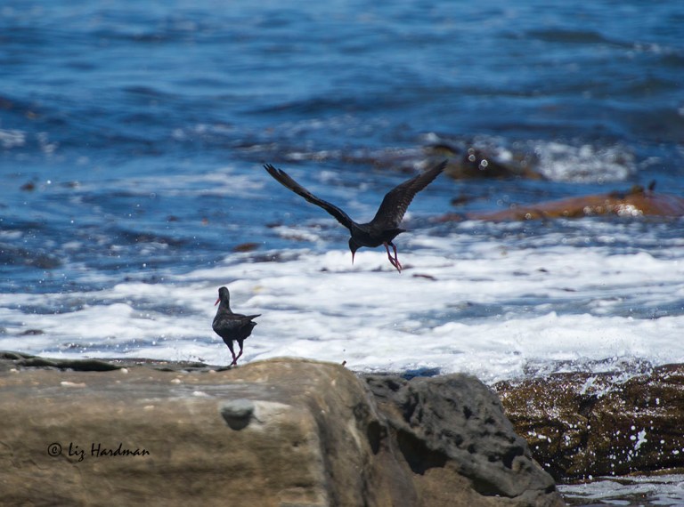 The birds forage for mussels, limpets and other molluscs along the intertidal zone.