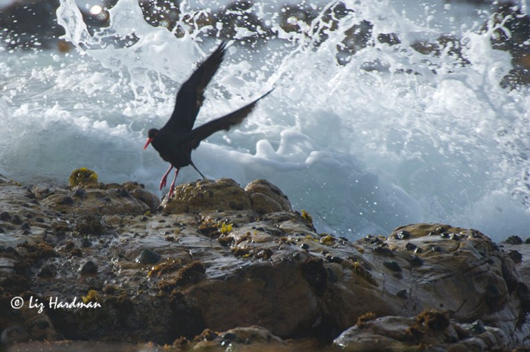 They must wait to feed until the tide drops and the water recedes.