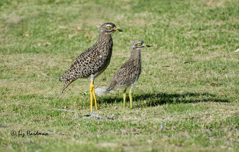 Thick knee chick_DSC9925