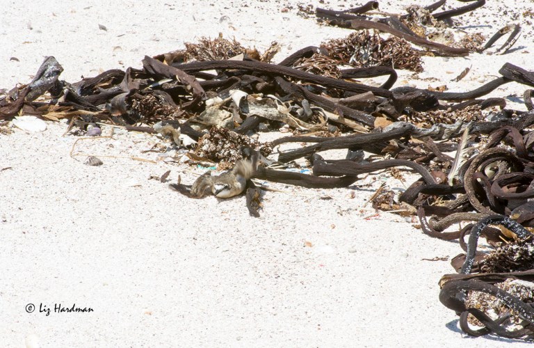 Broken wing act_DSC8073