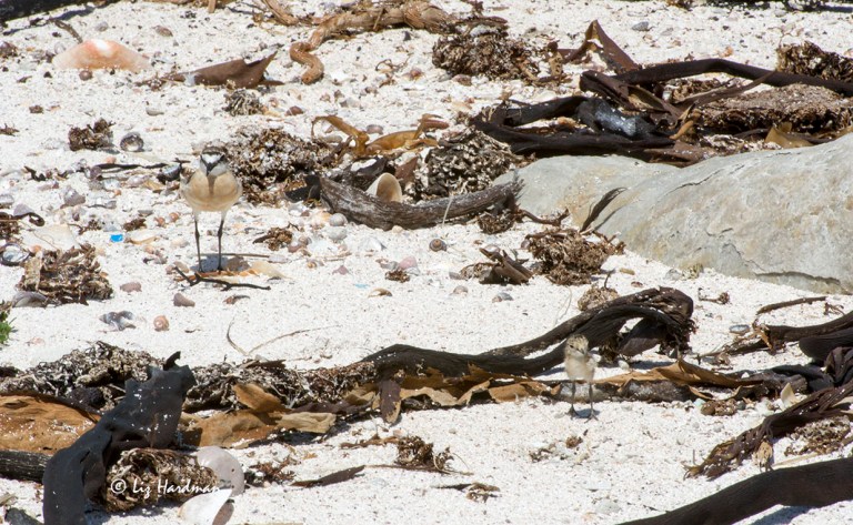 Kittlitz's plover mum and chick_DSC8077