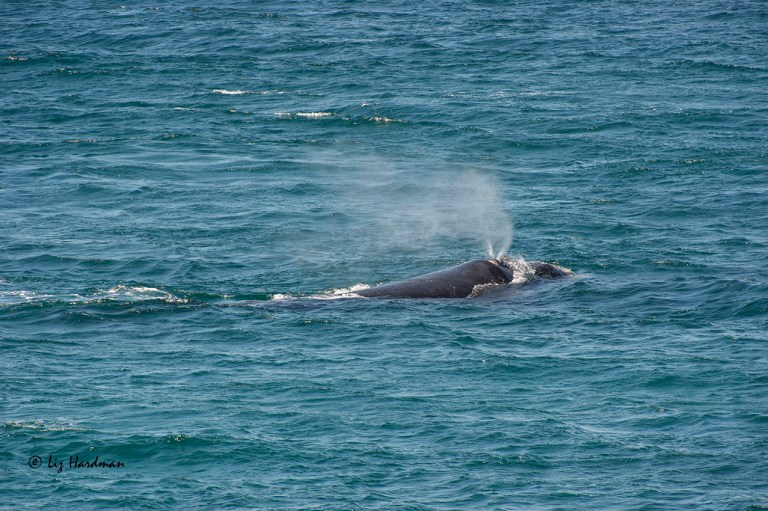 Southern Right Whale_DSC3855