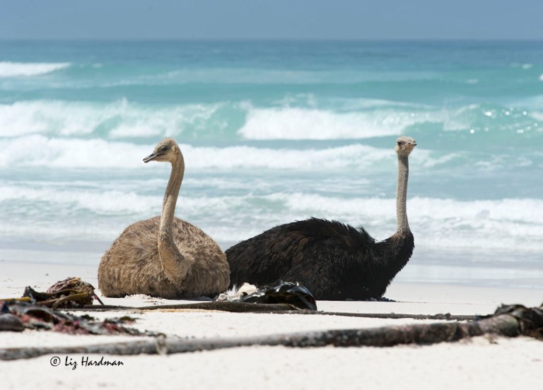 Cooling down the feathers.