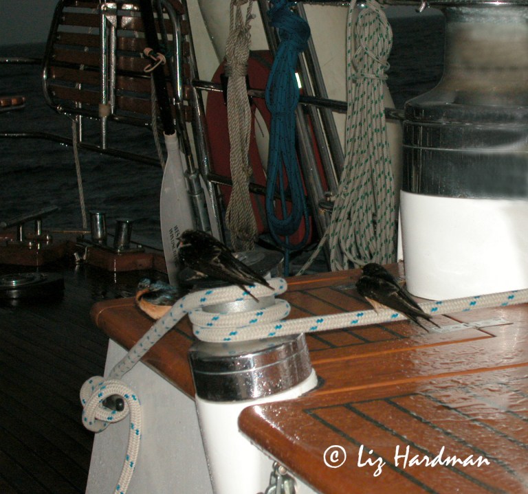Swallows on deck 01