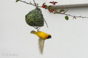 Masked weaver.