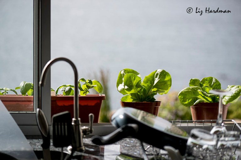 Save on greens and herbs by growing your own.