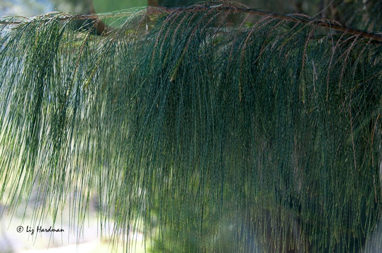 The breeze catches through the casuarina fronds.