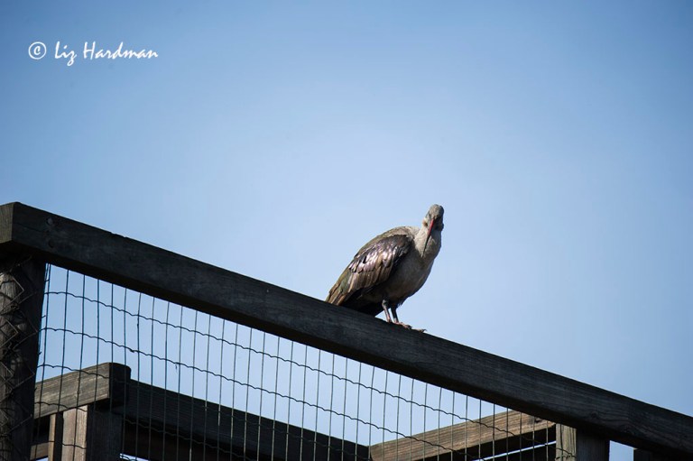 The glossy ibis, or Hadedah.