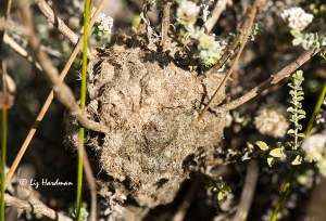 Cocktail ant's nest