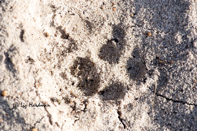 Genet spoor (large or small?)