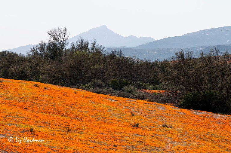 Namaqualand daisies in bloom.