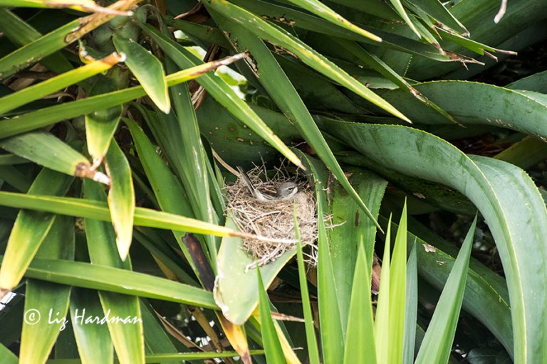 Two weeks on the nest.