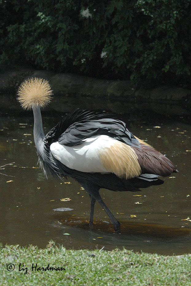 Grey Crested Crane_01