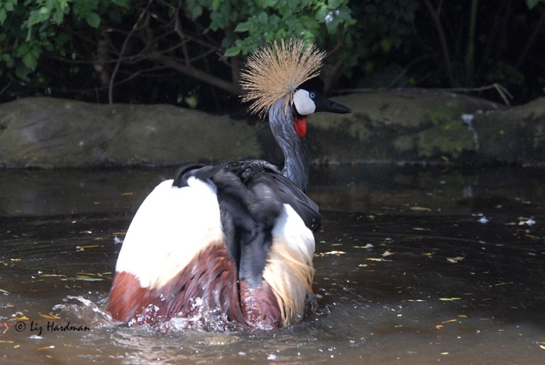 Grey Crested Crane_02
