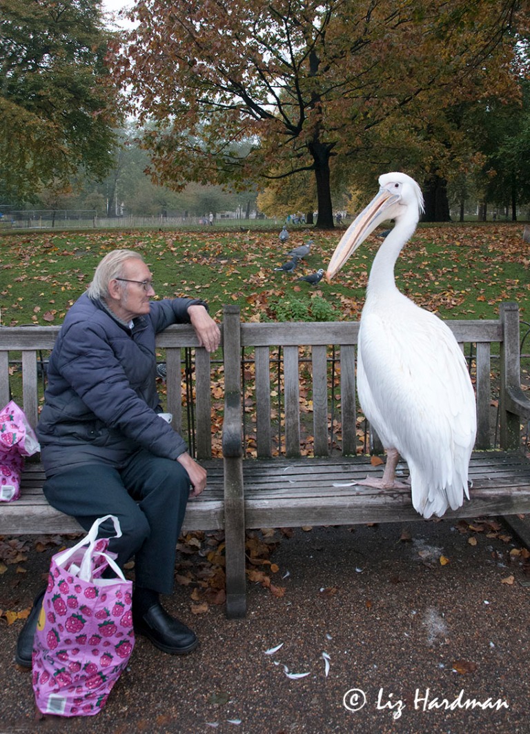 "Well how about sharing your lunch?" Asks the Pelican.    "Not today," says the man.