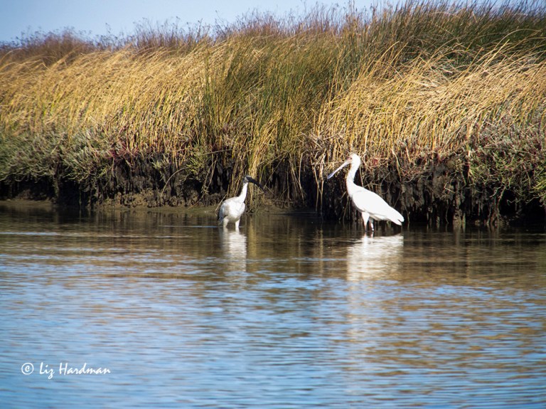 The spoonbill and the ibis.