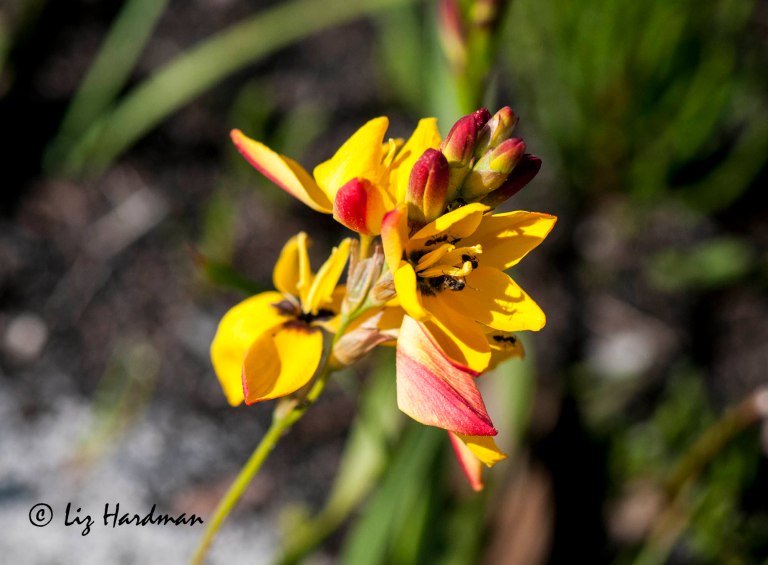 Ixia dubia