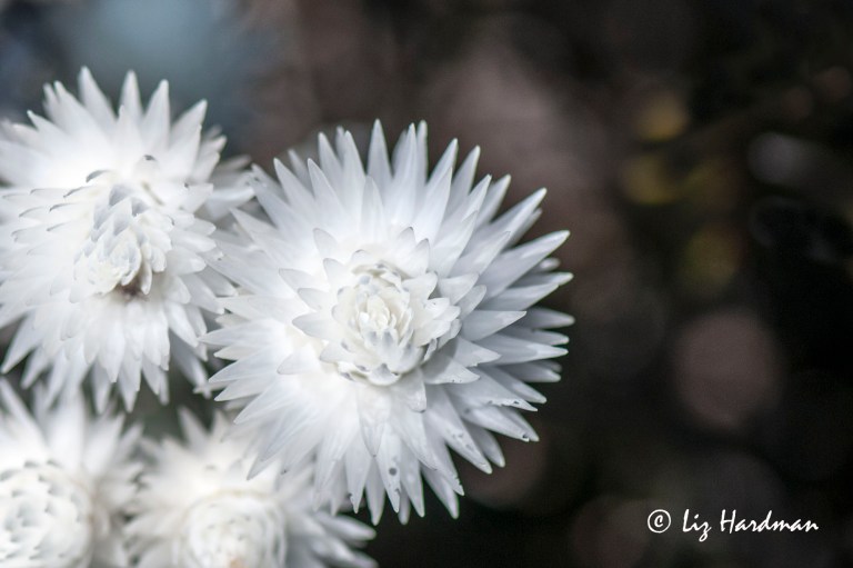 Cape Snow _papery bracts