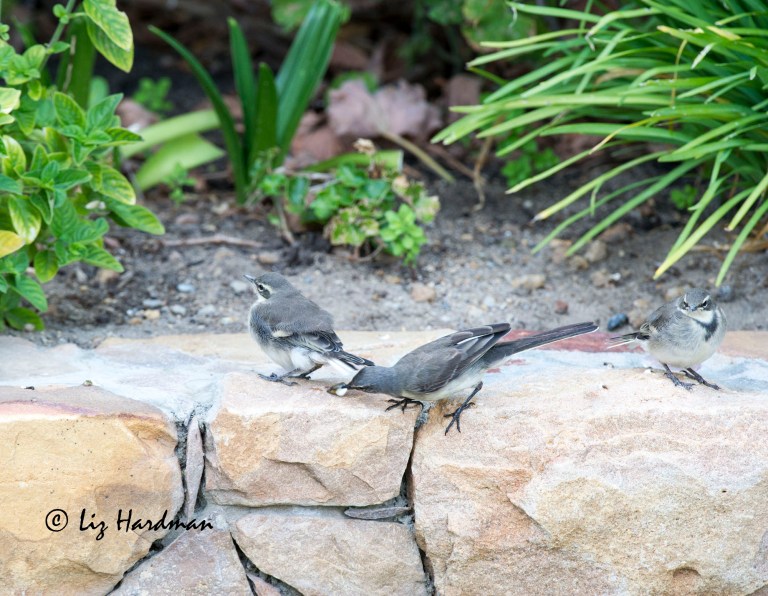 Wagtail parenting