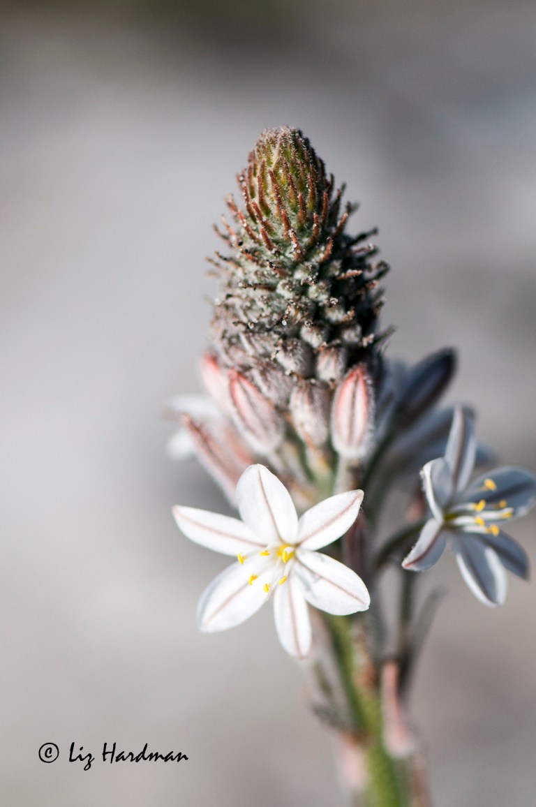 Trachyandra hirsutiflora