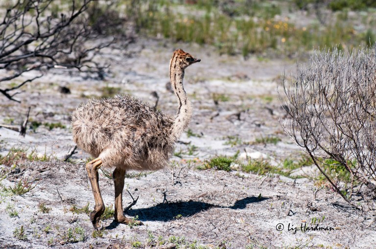 Ostriches_APR4156