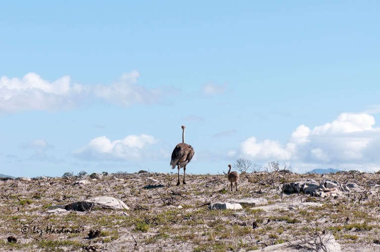 Ostriches_02