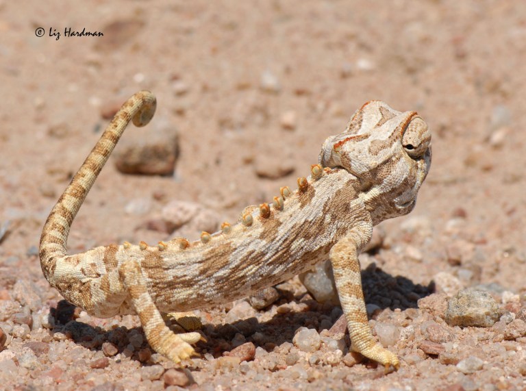 Namaqua chameleon_03