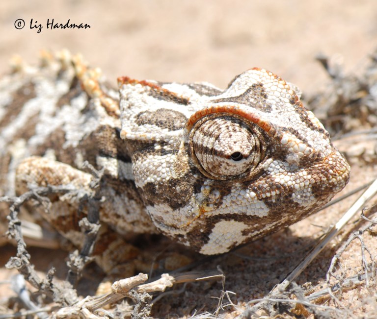 Namaqua chameleon_01