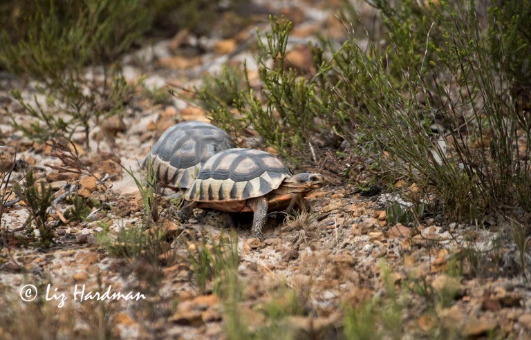 Angulate tortoise_The chase is on 