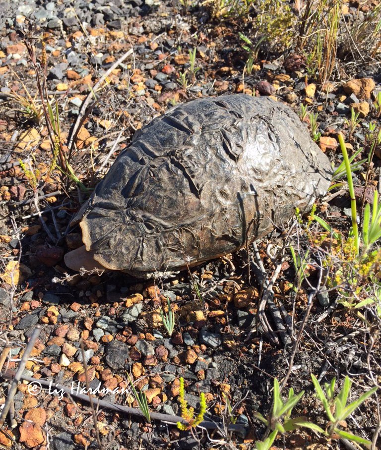 Angulate tortoise with charred shell.