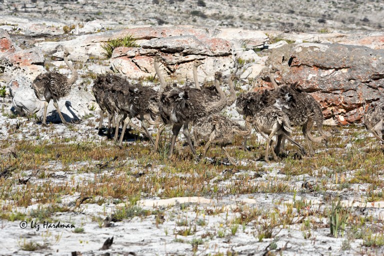 Ostrich chicks_01