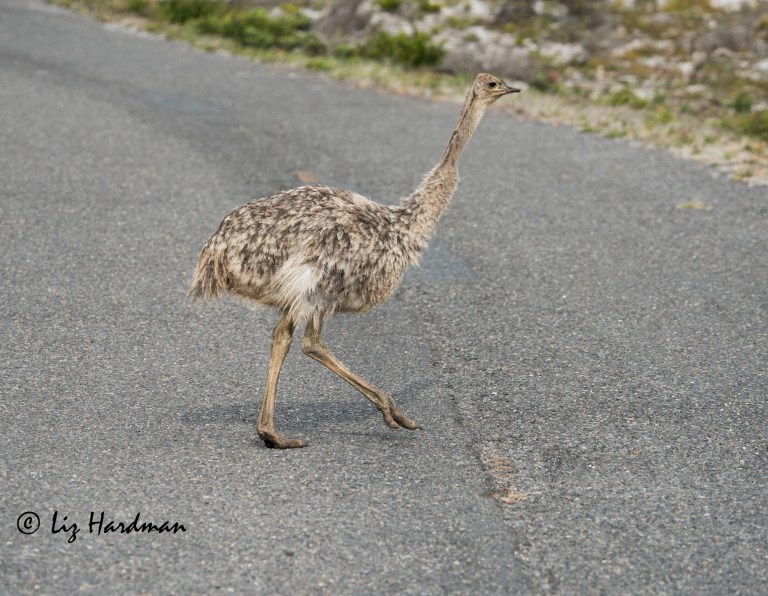 Ostrich chick_02