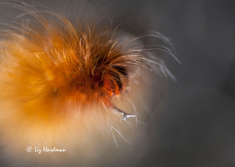 Mesocelis monticola larva