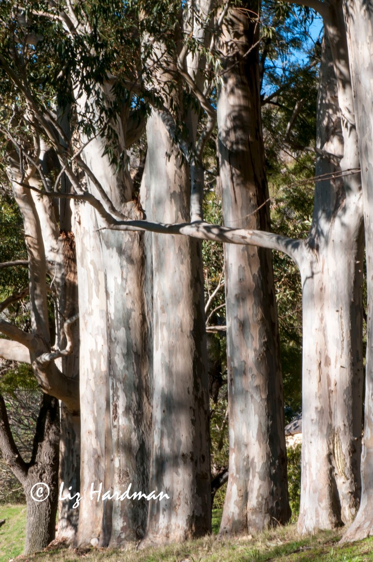 Blue gum trees