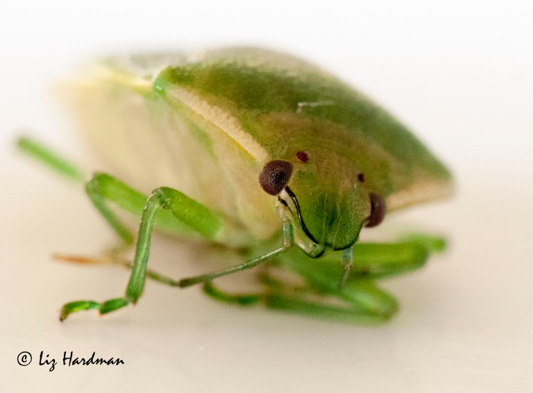 Southern Green Shield _ Stinkbug