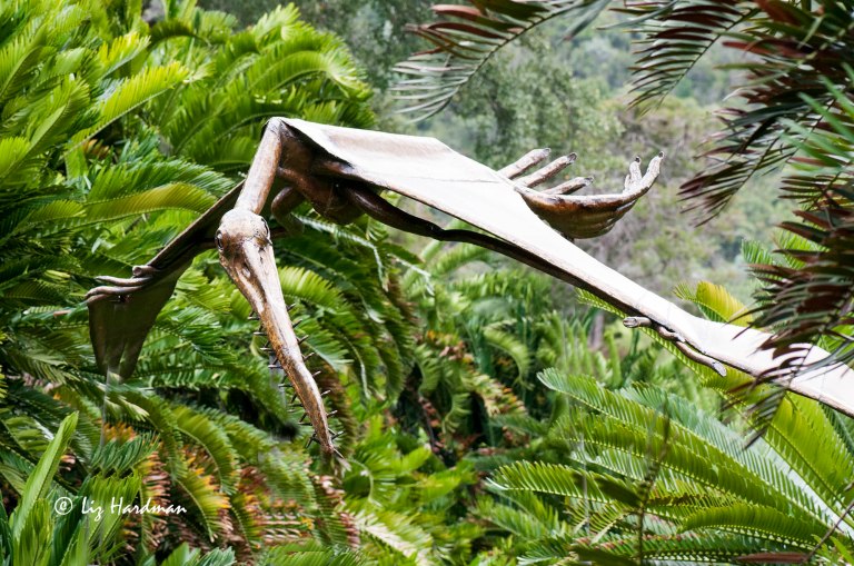 Cycads_Pterodactyl