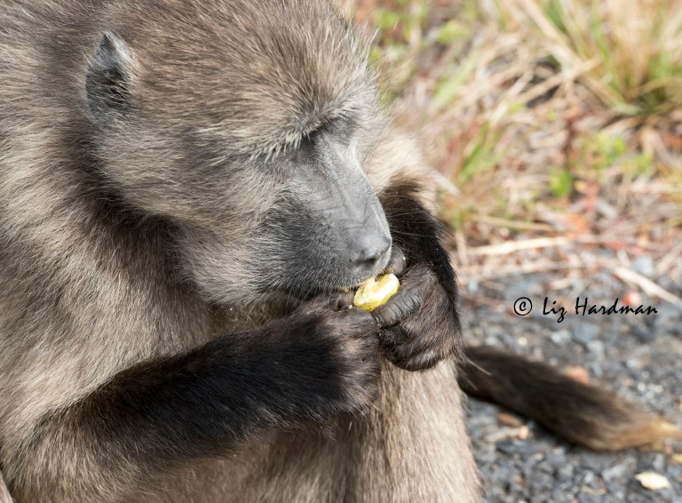 Baboon-store-food-in-cheek-pouches.
