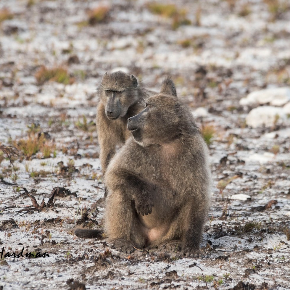 Baboon_courtesy-greeting