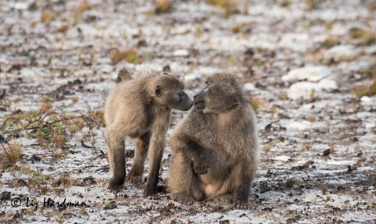 Baboons-courtesy-greeting