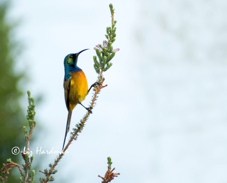 The male sips nectar from erica verticulata.
