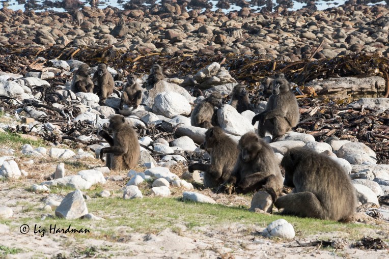 Chacma_baboons_foraging_at_the_beach